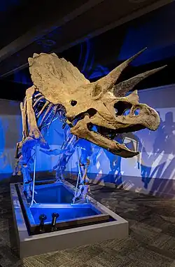 Cliff the Triceratops