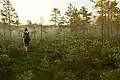 Ohepalu bog