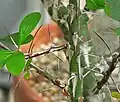 Stem and leaves