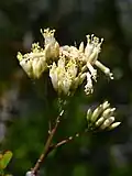 Inflorescence
