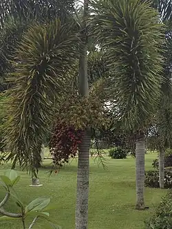 Maturing trees
