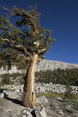 A Foxtail Pine in the southern Sierra Nevada