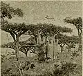 Frankincense and Adenium trees photograph by Forbes
