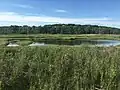 Small pond in the middle of the race track where Great Egrets and other birds can be observed.