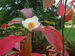 Alamataha tree (Franklinia alamataha)