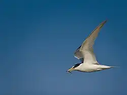 Little tern, Saline di Augusta, Sicily