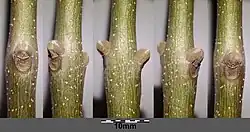 Twig with buds