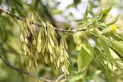 Fruits