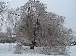 A weeping willow tree damaged by an ice storm