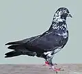 Black grizzled French Tumbler