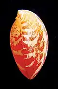 lateral view