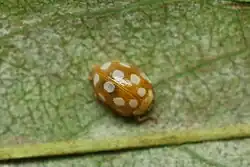 Freshly-emerged adult