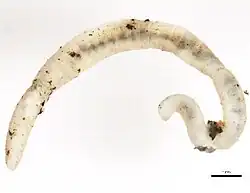 Fridericia ratzeli