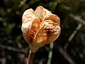 Fritillaria pudica: Trilocular fruit