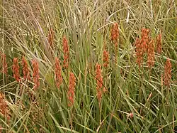 Marsh Narthecia.