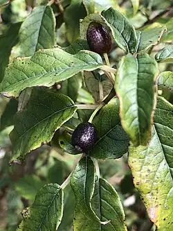 F. excorticata's leaves and fruits
