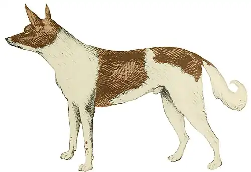 Colorized sketch of Tapan, a Fuegian dog, by Philippe Alexandre Jules Künckel d'Herculais (1884)