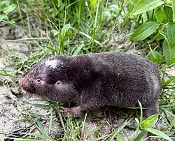 Brown mole-rat