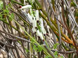 Fumaria capreolata
