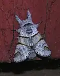 Dorsal view