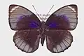 Agrias amydon phalcidon upperside