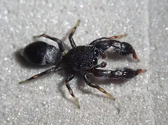 male Afromarengo sp. in Gabon