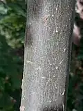 Ash