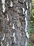 Birch