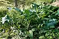 Cabbage, Brassica oleracea, next to Anthill Meadow