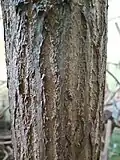 False Acacia