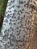 Grey Poplar