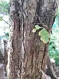 Hawthorn
