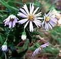 Michaelmas daisy, cf. Aster amellus, on the mound