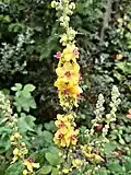 Great mullein, Verbascum thapsus, in the small meadow