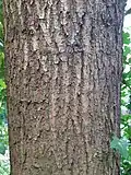 Pedunculate Oak