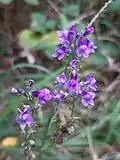Purple toadflax, Linaria purpurea, on the mound