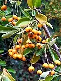 Narrowleaf firethorn, Pyracantha angustifolia in fruit