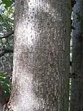 Small-leaved Lime