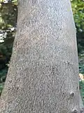 Sycamore