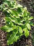 Lords and ladies, Arum maculatum, on North Bank