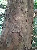Yew