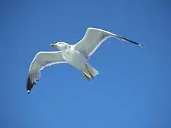Yellow-legged gull, Elba