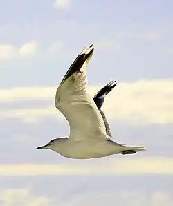 Common gull