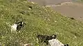 Goats grazing in mountain pasture with charlock