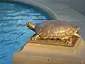 Gage Park Waterfountain, turtle statuette