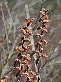 Male catkins