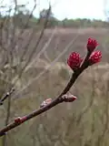 Female catkins