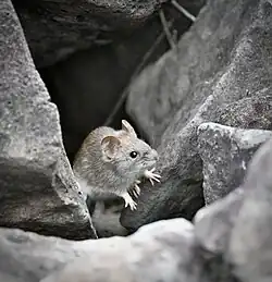 Gray rat