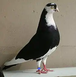 Galaţi Roller