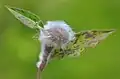 Aulacidea hieracii gall